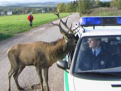 Un ciervo mete la cabeza en un coche policial. 