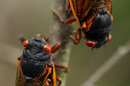 Dos cigarras, antes de aparearse en el parque Takoma, en Maryland, este 25 de mayo. Miles de millones de cigarras periódicas —una especie de cigarras voladoras— están emergiendo a la superficie en Estados Unidos. El fenómeno será especialmente notable en la costa este, desde Tennessee hasta Nueva York.