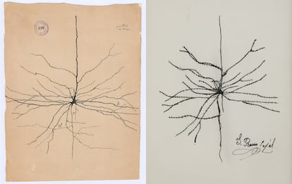 Falsificaciones de dibujos de Cajal