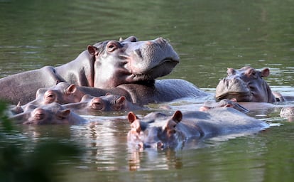 Pablo Escobar Hippos