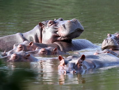 Los hipopótamos nadan en uno de los lagos cerca de la Hacienda Nápoles en Doradal (Colombia).