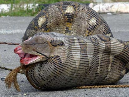 La serpiente, en medio de una carretera de Kuala Lumpur, tratando de devorar a una oveja preñada.