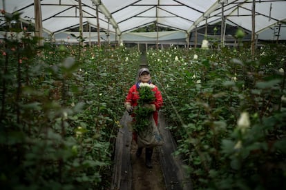 Una trabajadora carga varias flores recogidas en un cultivo de exportación, al norte de Bogotá.