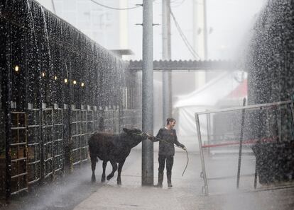 Marie Clanton, of Franklin County, Mississippi, leads a cow to shelter during a sudden and heavy downpour at Mississippi Fairgrounds in Jackson, Miss., on Tuesday, Feb. 2, 2016, during the Mississippi 4H Southwest District Livestock and Dairy Show. (Joe Ellis /The Clarion-Ledger via AP)  NO SALES; MANDATORY CREDIT  