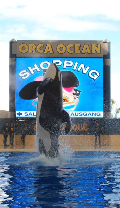 Keto, la orca que mató a Alexis Martínez, actuaba el pasado 8 de octubre en el show de Loro Parque. La atrofia de su aleta dorsal, como la de Tilikum (la otra "orca asesina" de Orlando) se ha convertido en característica de los individuos cautivos al perder su función orientativa en piscinas de 12 metros de profundidad por nueve de anchura.