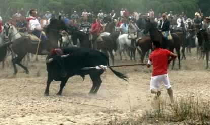 <b>'Elegido' para morir.</b> 'Rompesueños', caído en 2006, abre la última década de festejos en Tordesillas (Valladolid). El morlaco, de 550 kilos, se desplomó abatido por Felipe Abril, que lo alanceó a pie. Diez ediciones después, este 2015, le llega el turno a 'Rompesuelas', que con 640 kilos intentará escapar de la muerte. No lo consiguió 'Elegido', en la imagen, de 596 kilos, que murió atravesado el pasado año por lanzas de 40 centímetros de hoja y dos metros de mango.