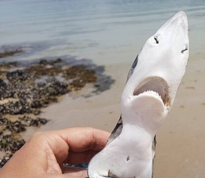 Ejemplar de tintorera que se halló varado en el arenal de Aguieira, en Porto do Son (A Coruña).