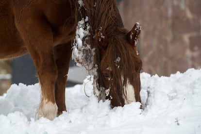 Un caballo se alimenta en la localidad cntabra de Bra?avieja, donde se espera cielo nuboso, lluvias y la cota de nieve a partir de los 1600-1800 metros.