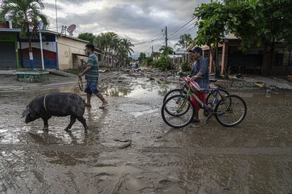 Pobladores de la colonia Planeta, en San Pedro Sula, trasladan a un cerdo después de que la zona se inundara tras el paso de Iota.