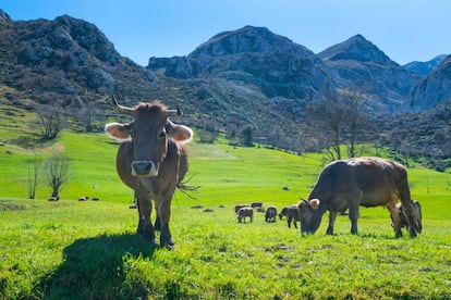 Vacas pastando en la localidad cántabra de Bejes.