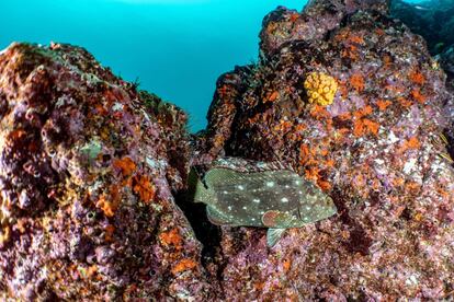 Panamá cumple con las metas de protección establecidas en el Convenio sobre la Diversidad Biológica, firmado por 196 países para la conservación y la utilización sostenible de los recursos marinos.