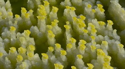 Formaciones naturales de Dallol. 