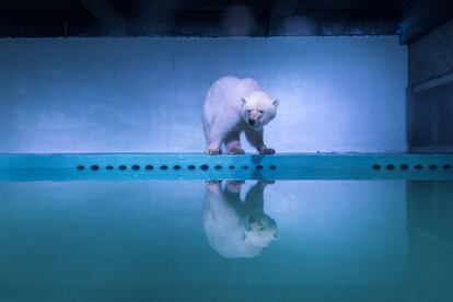 Un oso polar en un acuario de un centro comercial en Guangzhou (China).