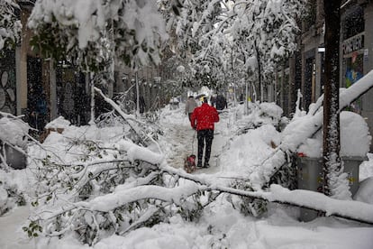 Fuencarral street in Madrid, where trees and Christmas lights collapsed under the weight of the falling snow.