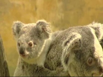 El zoo de Madrid presenta a Moa