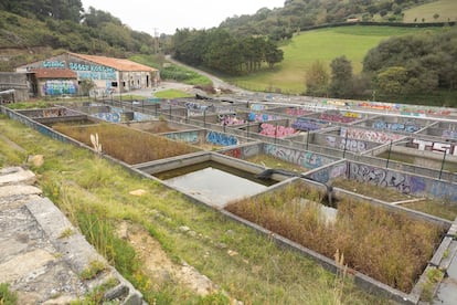 San Sebastián vivero algas marinas