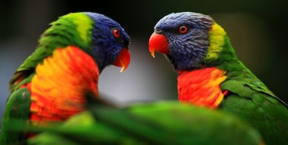Loros arcoíris en el Currumbin Wildlife Sanctuary, en Australia.