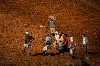 Un grupo de agricultores trabajan en el paraje La Pelada.