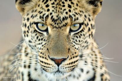 Durante una estancia de tres semanas en el parque nacional de Serengeti, en Tanzania, Martin van Lokven se encontró varias veces con este leopardo hembra. Los guías locales la llamaban Fundi y era muy conocida en el área. Una tarde, Fundi dejó el árbol en el que descansaba y se detuvo junto al automóvil de este fotógrafo, que captó esta magnífica mirada.