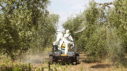 Varios operarios fumigan con abono l&iacute;quido una finca de olivar en Pilas (Sevilla).
