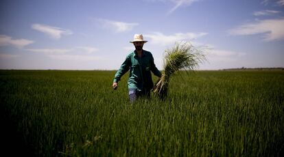 Un agricultor trabaja en un campo de arroz de la marisma del bajo Guadalquivir, Sevilla.