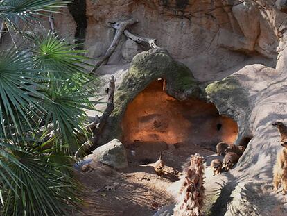 Un grup de suricates i mangostes al Zoo de Barcelona.