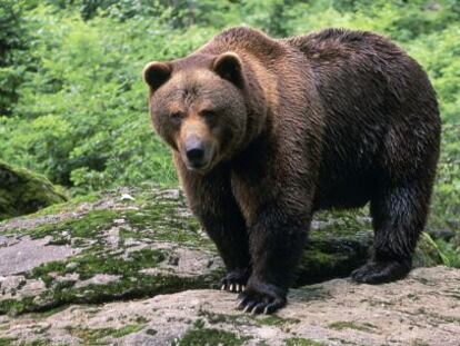 Ejemplar de oso pardo de la Cordillera Cantábrica.