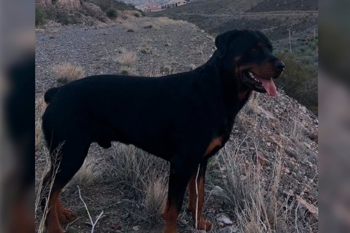 Two months without answers about the dog killed by the Border Patrol in El Paso