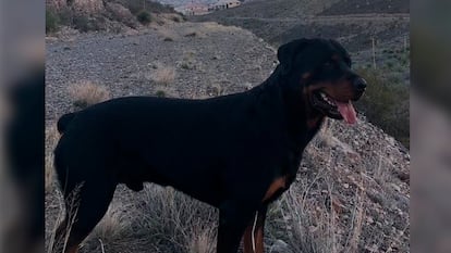 Chop, el perro rottweiler de 7 años, cerca de una ruta de senderismo de montaña con vistas a El Paso.