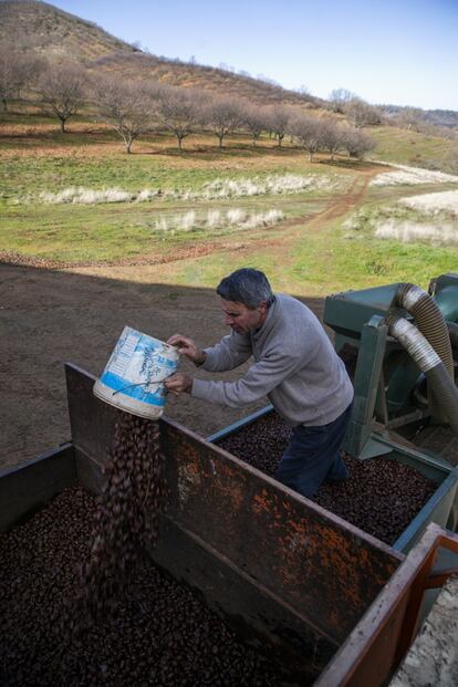 Juan Luis Torres en la finca de castañas que explota y que está situada en el área en la que se realizarán prospecciones para la instalación de una mina.