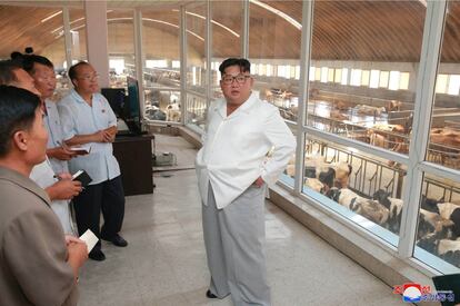 El líder norcoreano Kim Jong Un inspecciona la Stock General Farm, de Ungok, en Corea del Norte.