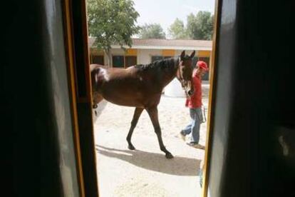 Un mozo lleva del ronzal a un purasangre en las instalaciones del hipódromo de la Zarzuela.