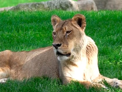 La leona Fa en el zoo Bioparc de Valencia
