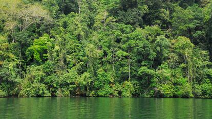 La selva junto a la orilla del río Dulce, en Guatemala.