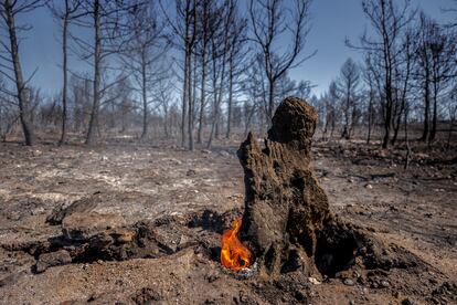 Los restos de un tronco arden en Bejís, este sábado.
,
