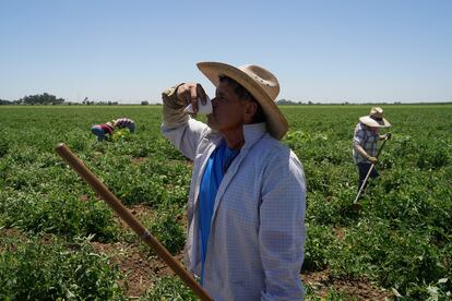 Ernesto Hernández toma agua mientras trabaja en un campo de tomates, en Winters (California) el 13 julio.