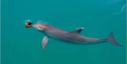 Una hembra de delfín mular con una esponja en el hocico.