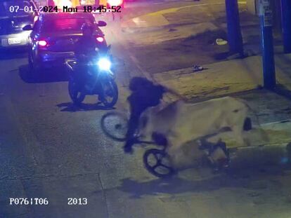 El momento en el que un toro ataca a un ciclista en Perú el 1 de julio 2024.