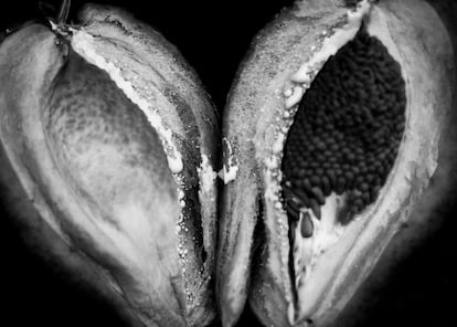 Una semilla de jazmín de Tucumán ('Araujia sericifera') sugiere a la fotógrafa la temática del sexo.