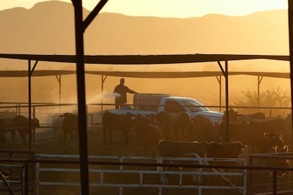 Un peón de rancho aplica insecticidas para el control de las moscas en un rancho que exporta ganado a Estados Unidos desde Zamora.