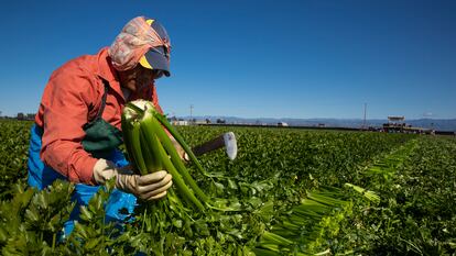 Trabajadores agrícolas cosechan apio en California, en 2020.