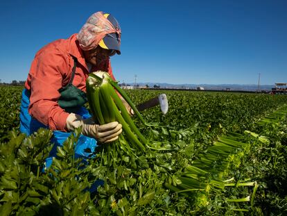 Trabajadores agrícolas cosechan apio en California, en 2020.