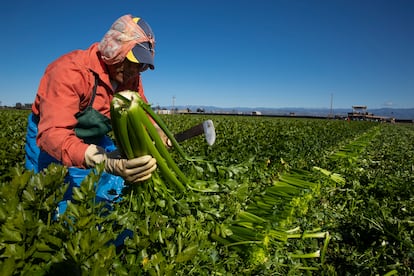 Trabajadores agrícolas cosechan apio en California, en 2020.