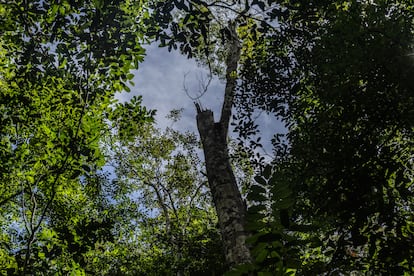 Un árbol posiblemente golpeado por un rayo, en la reserva de Ducke, el 15 de mayo. 