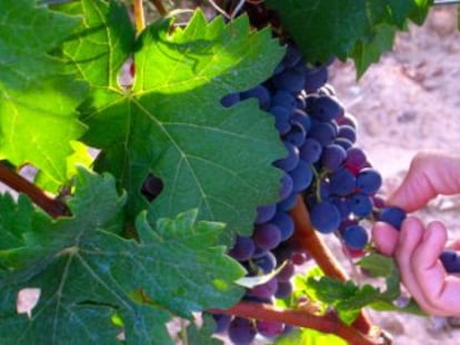 Uvas del proyecto Vinya del Mon.