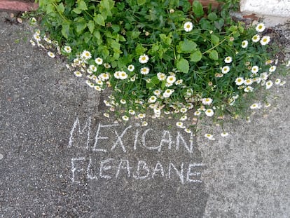 La margarita cimarrona (Erigeron karvinskianus) se ha convertido en una de las plantas más comunes en las ciudades de Inglaterra.