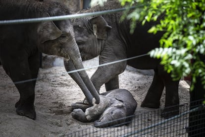 Una cría de elefante, una de las nuevas habitantes del zoo de Madrid, que nació días antes del decreto de estado de alarma.