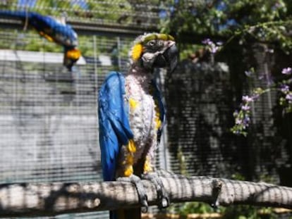 Un santuario en Toledo acoge cientos de animales recuperados del comercio y la tenencia ilegal