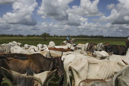 Vacas en una finca ganadera en Arauca