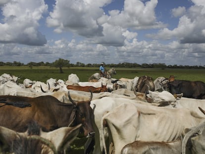 Vacas en una finca ganadera en Arauca.